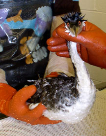 Western grebe being rinsed (Erica Lander)